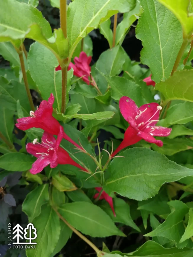 Weigela   'Red Prince'